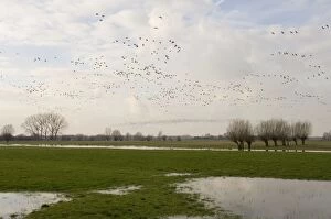Images Dated 30th January 2007: White-fronted geese in flight Above the forelands of the river IJssel, The Netherlands, in winter
