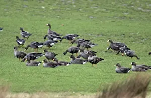 Islay Prints: White fronted Geese- Grazing - Islay Scotland
