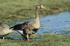 White-fronted Goose