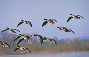 White Fronted Goose - in flight coming in to land