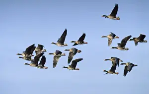 White Fronted Prints: White-fronted Goose - flock in flight