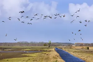 Texel Prints: White-fronted Goose flying over nature reserve - Texel - island - Waalenburg - Netherlands