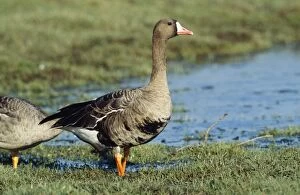White-fronted GOOSE - by water