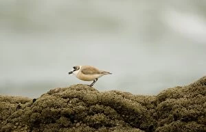 White Fronted Plover - foraging on a rock