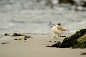 White Fronted Plover - foraging along the shore line