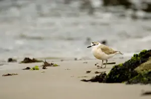 White Fronted Prints: White Fronted Plover - foraging along the shore line - Atlantic Coast - Namibia - Africa