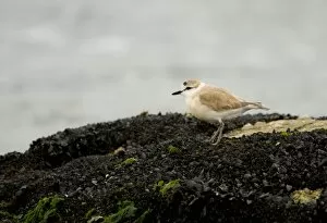 White Fronted Plover - standing on a rock covered in small black muscles