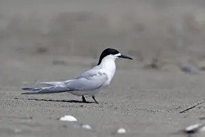 White Fronted Prints: White-fronted Tern - Ashley River estuary - Canterbury - New Zealand