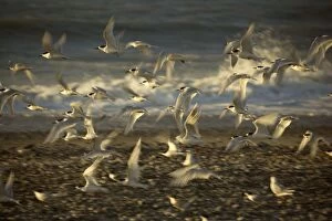 White-fronted Tern - flight taking off from the beach at sunset