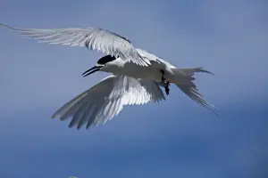 White-fronted Tern At Kaikoura on the east coast of the South Island of New Zealand