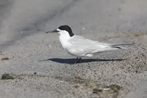 North Island Prints: White-fronted Tern At Rogers Road Beach