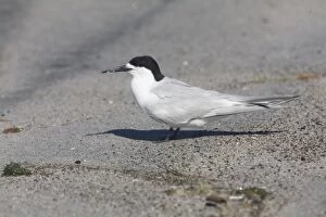 Images Dated 14th July 2008: White-fronted Tern At Rogers Road Beach, Ohinepanea, 25km southeast of Te Puke, North Island