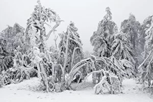 Images Dated 19th February 2011: White Frost and Snow covered Trees - Ore Mountains - Germany