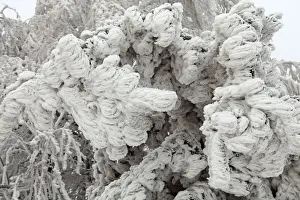 White Frost and Snow covered Trees - Ore Mountains - Germany