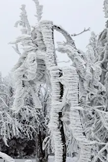 Frost Prints: White Frost and Snow covered Trees - Ore Mountains - Germany