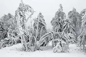 Frosted Prints: White Frost and Snow covered Trees - Ore Mountains - Germany