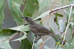 White-gaped Honeyeater At Manning Gorge, Mt Barnett, Gibb River Road, Kimberley, Western Australia