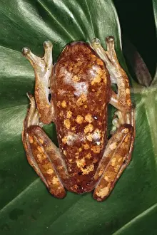 White Giant Lipped Tree Frog - Madagascar