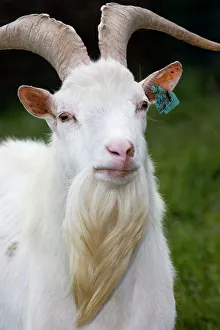 Domestic Goat