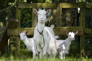 Kids Prints: White Goat - with two kids in orchard