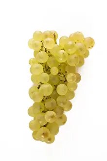 Bunch Prints: White Grapes - Chasselat