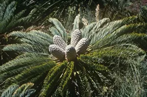 Cones Prints: White-haired Cycad