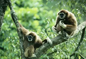 White-handed Gibbon