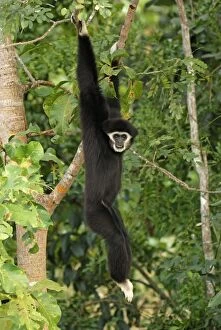 Images Dated 5th December 2007: White-handed Gibbon