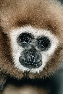Malaysia Prints: White-handed Gibbon Malay Peninsula