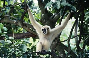 White-Handed GIBBON - male, hanging in tree