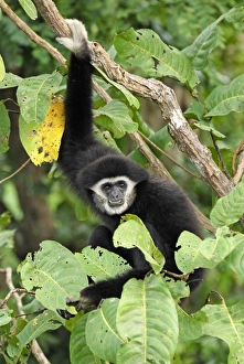 Images Dated 5th December 2007: White-handed Gibbon - Thailand