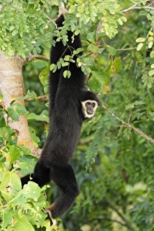 Images Dated 5th December 2007: White-handed Gibbon - Thailand