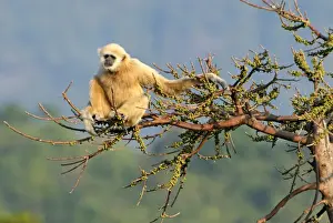 White-handed Gibbon - Thailand