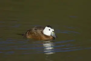 White-Headed Duck Arundel, Sussex, UK BI006739