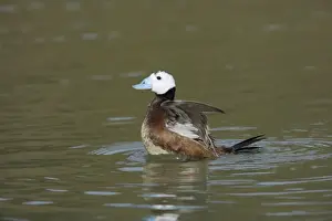 White Headed Duck - Drake Washing Oxyura leucocephala Arundel WWT Sussex, UK BI013304