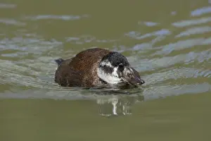 White Headed Duck - Female Oxyura leucocephala Arundel WWT Sussex, UK BI013298