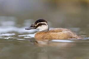 Images Dated 18th December 2012: White Headed Duck - female in winter