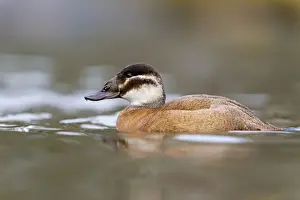 White Headed Duck - female in winter - UK