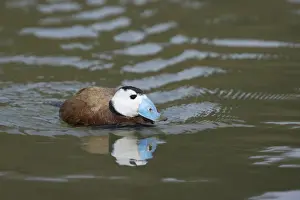 White Headed Duck Oxyura leucocephala Arundel WWT Sussex, UK BI013300