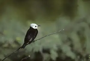 White Headed Marsh Tyrant Llanos, Venezuela BI006320