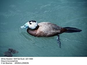 Drakes Gallery: White-headed stiff-tailed DUCK - male