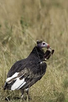 White-headed Vulture - feeding on tortoise