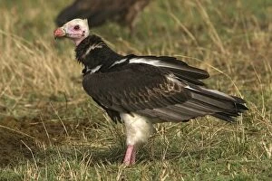 Images Dated 3rd September 2003: White-headed Vulture Kenya, Africa