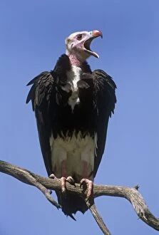 Beak Open Collection: White-headed Vulture - perched on branch Eastern & Central Africa