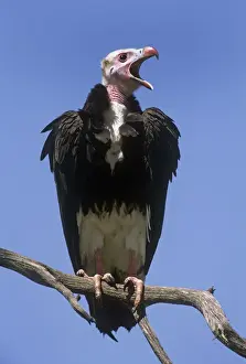 White-headed Vulture - perched on branch Eastern & Central Africa