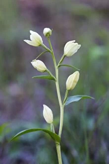 Images Dated 28th May 2012: White Helleborine