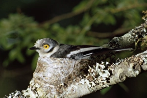 Images Dated 27th June 2008: White Helmet Shrike