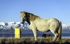 Images Dated 13th October 2013: White Horse with Husavik yellow lighthouse and mountains