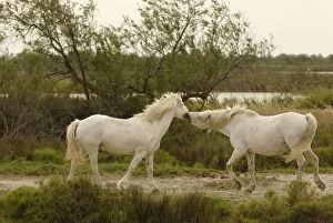 Images Dated 1st July 2007: White Horses of Camargue - France