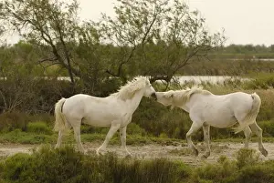 Greeting Prints: White Horses of Camargue - France